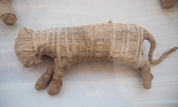 مومیایی شیرها در معبدی در مصر